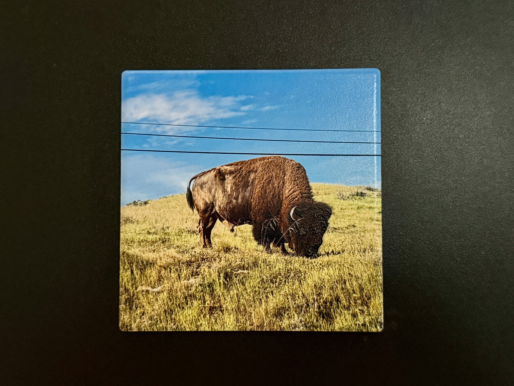 4" Ceramic Coaster - Bison