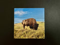 4" Ceramic Coaster - Bison